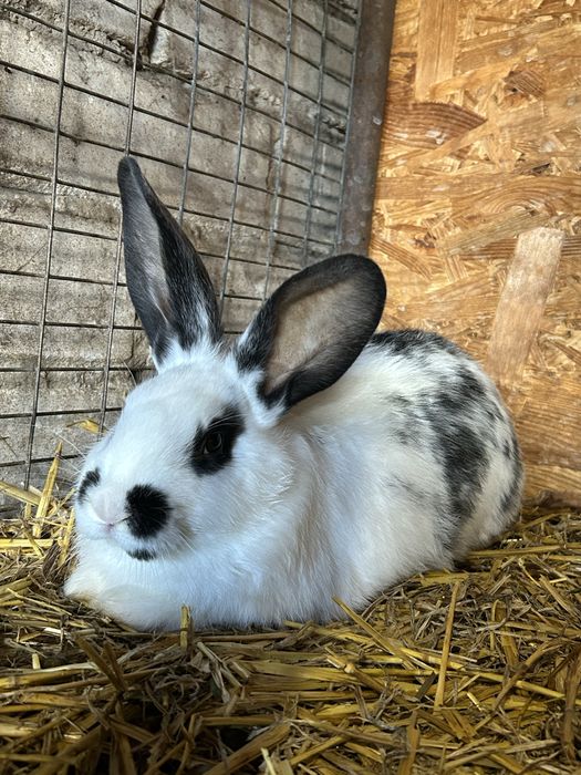 Продам кроленят 2,5 місяця