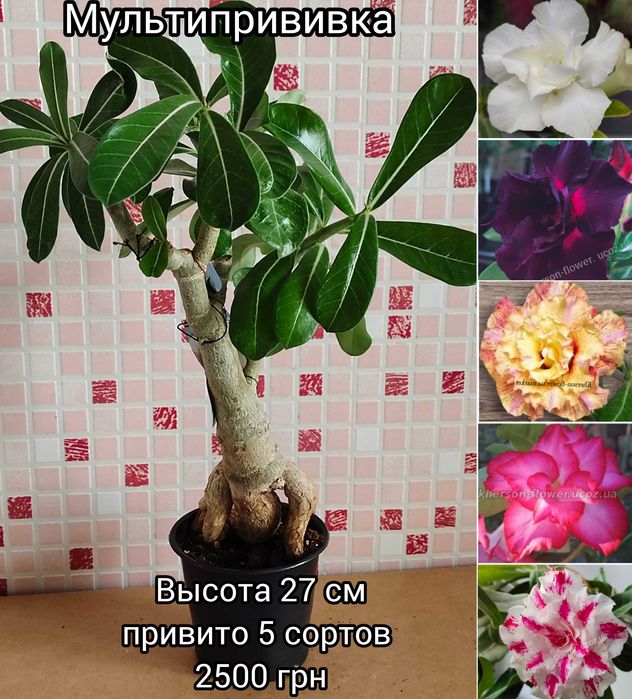 Аденіум мультипрививка з каудексом "восьминіг"