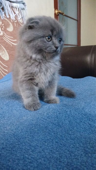 висловухі котики