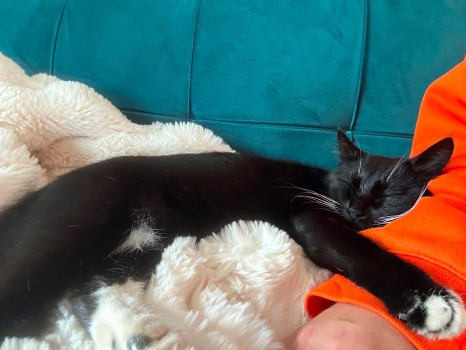 Cat for an adoption