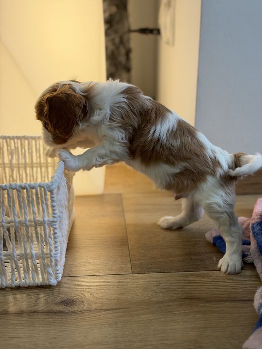 Cavalier King Charles Spaniel PIESEK