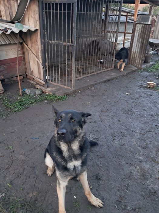 Східноєвропейска вівчарка.