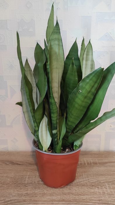 Сансевієрія Муншайн