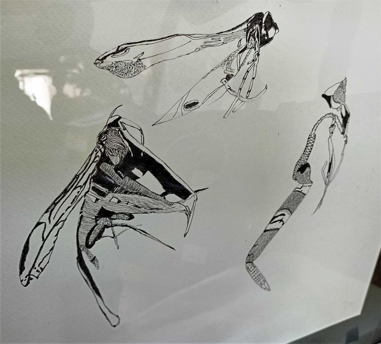 Desenho Tinta China Insecto Roger Uttama 4