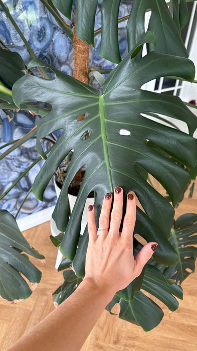 Piękna duża Monstera Deliciosa