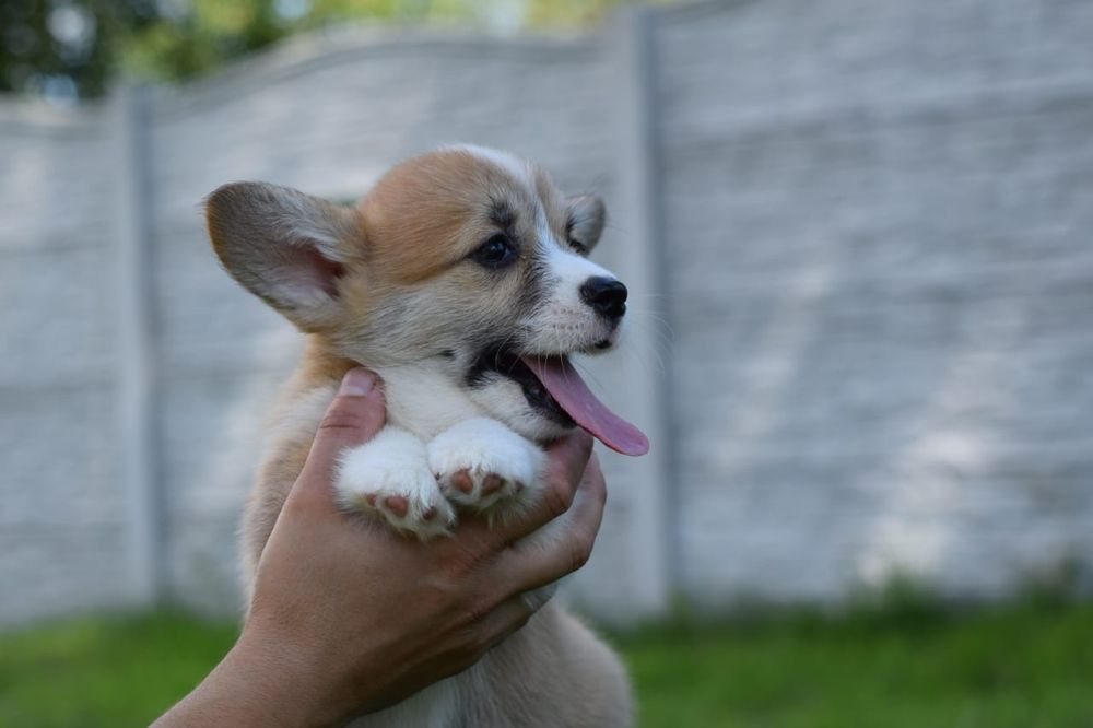 Вельш коргі пемброк дівчатка-хлопчики, Коргі