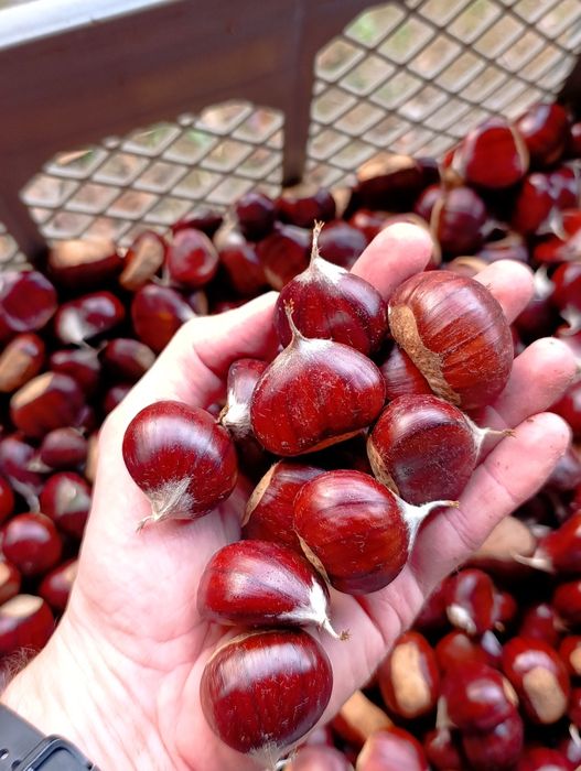 Castanhas  2.5/k