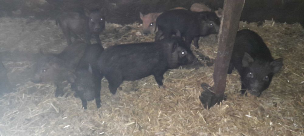 Свині мангали і вєтнамки вік від 2 до 5 місяців      ЦІНА ДОГОВІРНА