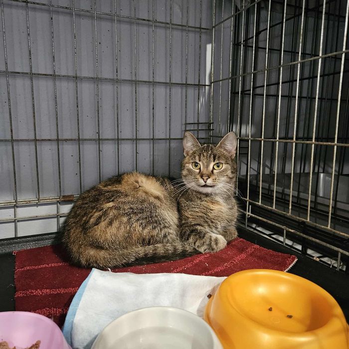 Piekne mlode kotki szukaja domu