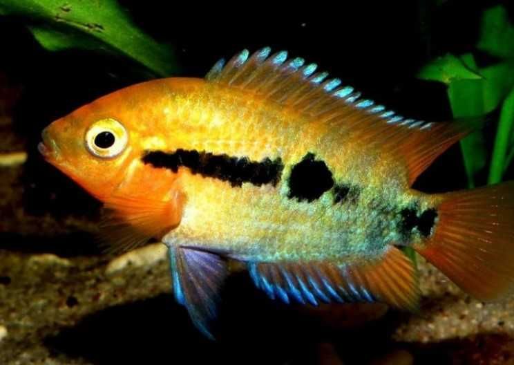 Archocentrus multispinosus Pielęgnica miodowa
