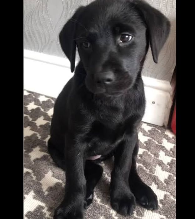 Szczniaczki po labradorze