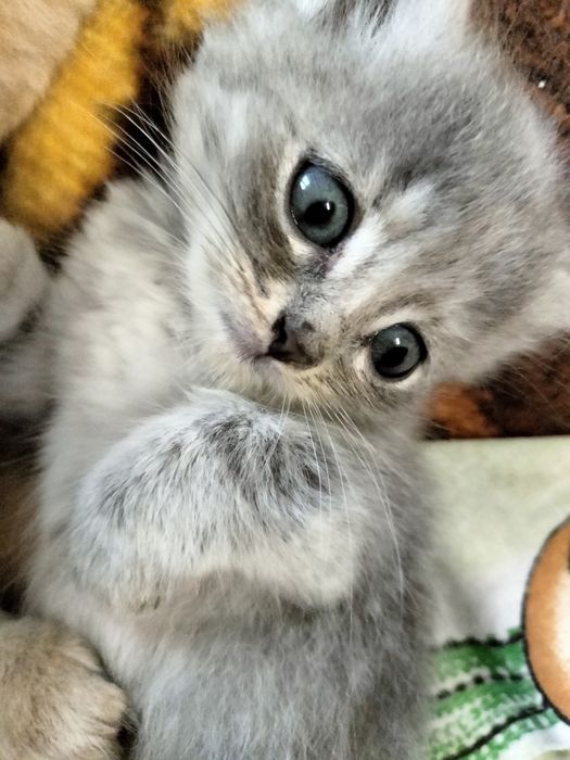 Кошенята, котики