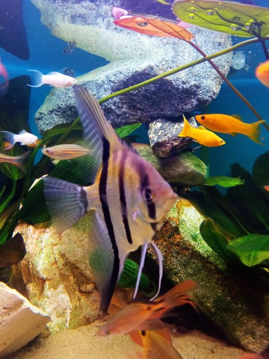 Skalar żaglowiec i wiele innych ryb. Hodowla Glonek