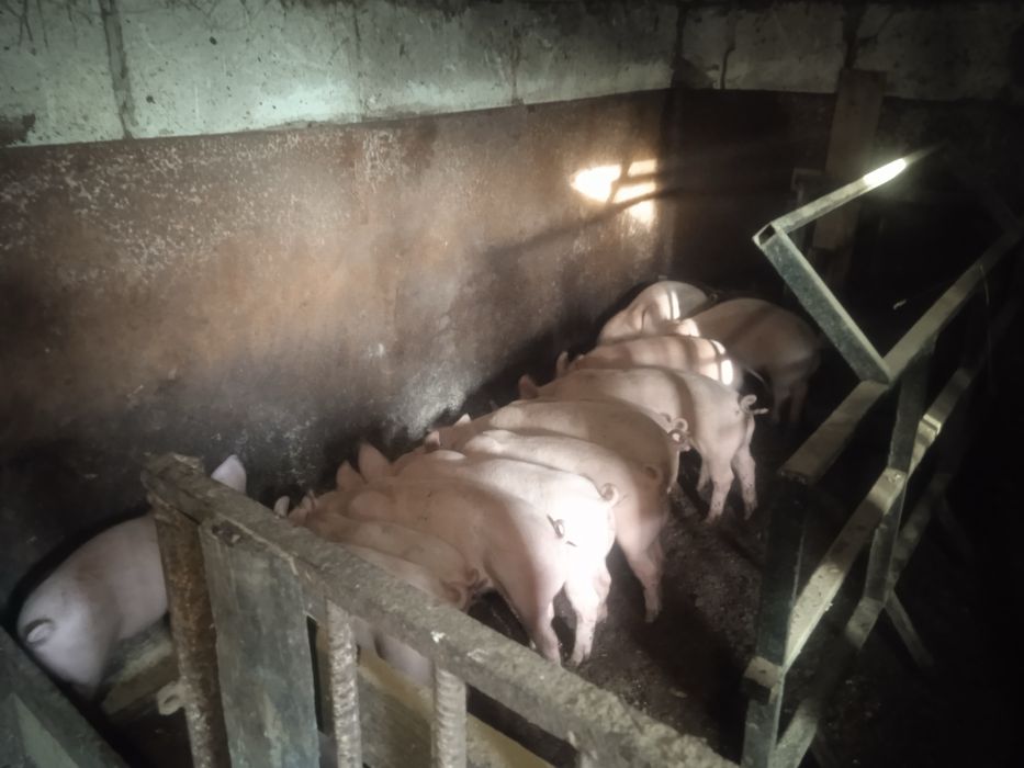 Порясята - трьохпородний гібрид