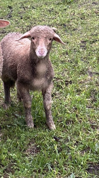 Borrego pronto para sair