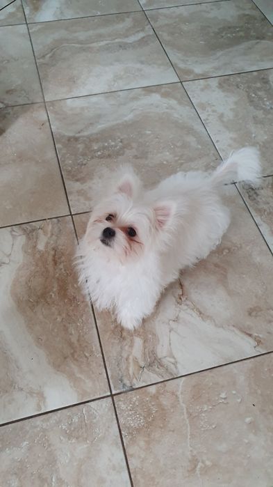 Продается последняя девочка мальтишпиц