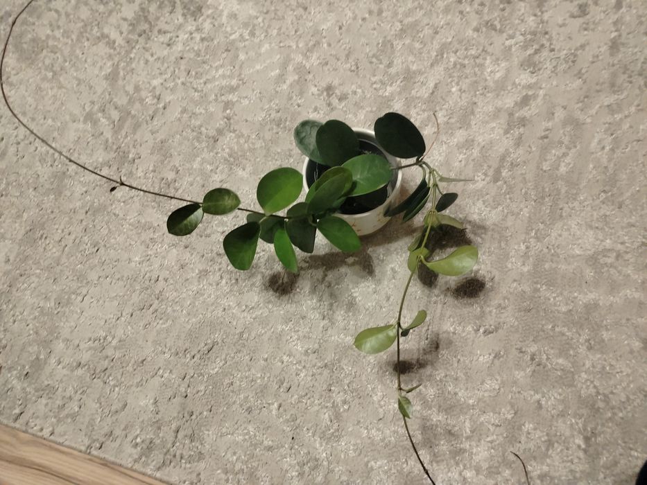 Hoja australis kwiaty białe