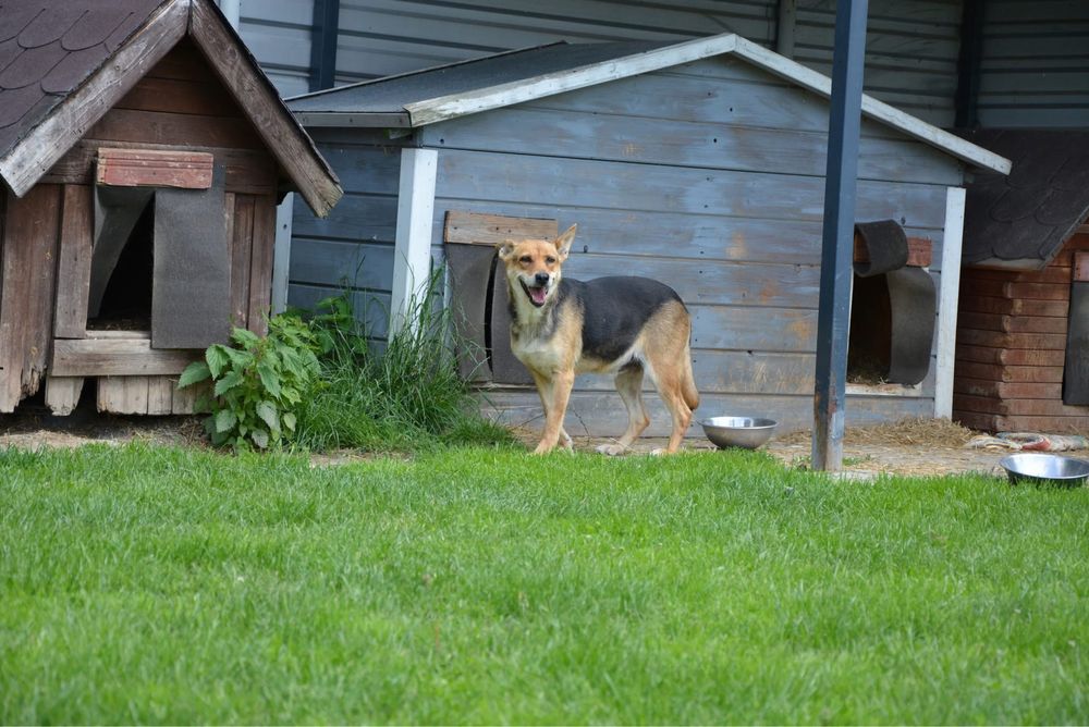 Simba-pies szuka doswiadczonego domu! Adopcja