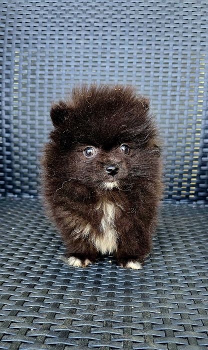 Lulu da Pomerânia
