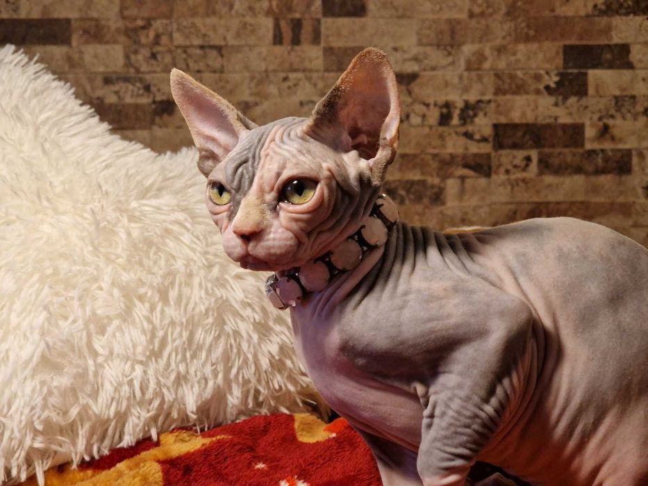 Gatinha Canadian Sphynx lilás bicolor