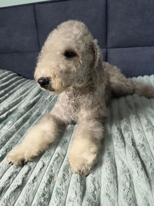 Bedlington terrier ZkwP Cotton Monkey FCI piesek