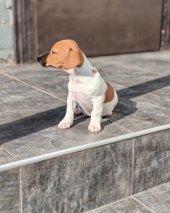 "Продається цуценя джек-рассел-тер'єра!