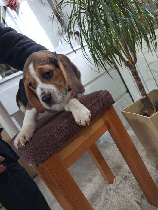 Suczka Beagle gotowa do odbioru
