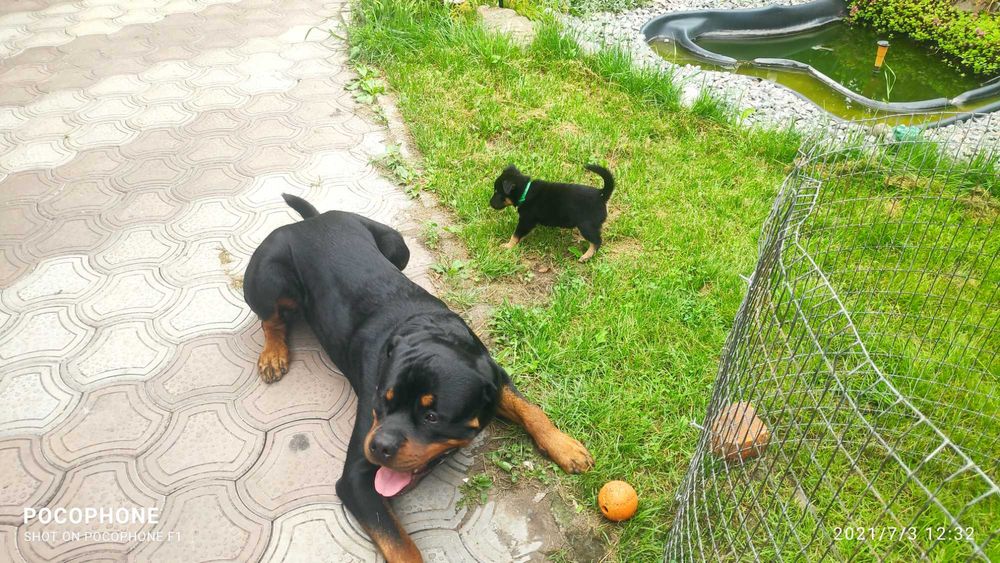 Ротвейлер Вязка предлогаем жениха