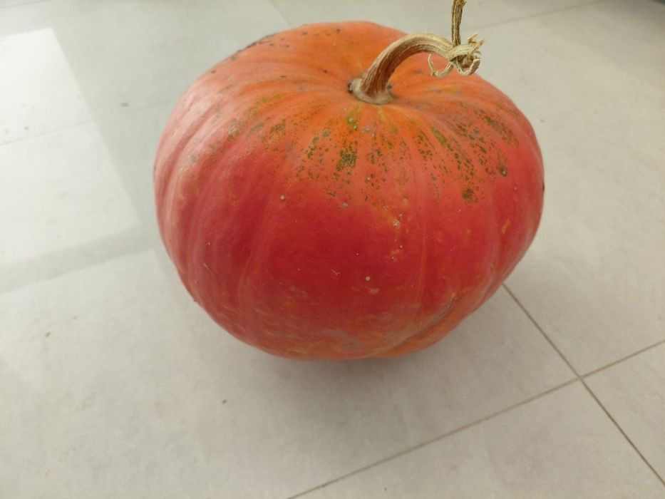 Nasiona warzyw, kwiatów i ziół. Kolekcjonerskie.