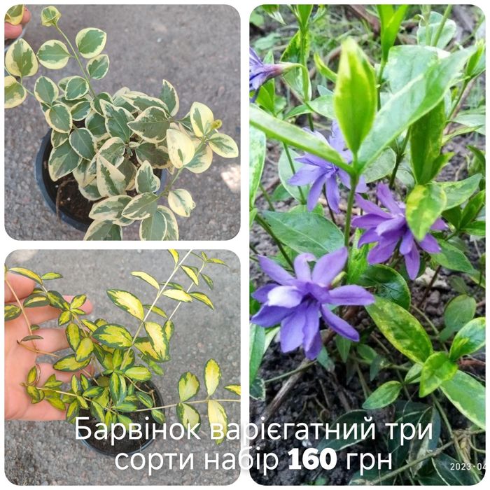 Каріоптерис, Спірея, бересклет, живучка, колхікум