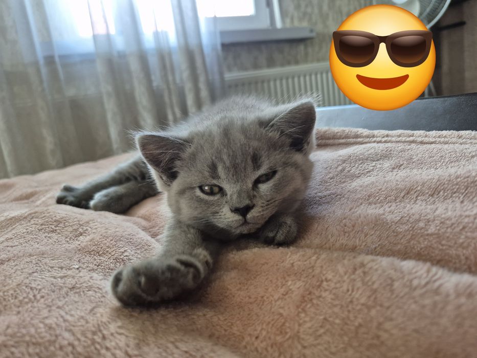 Шотландські прямовухі кошенята хлопчики