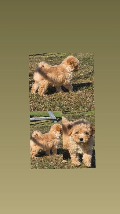 Bichpoo f1 maltipoo Dostępny
