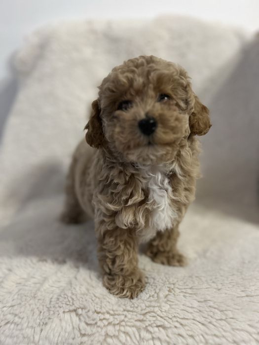 Maltipoo F1B - suczka