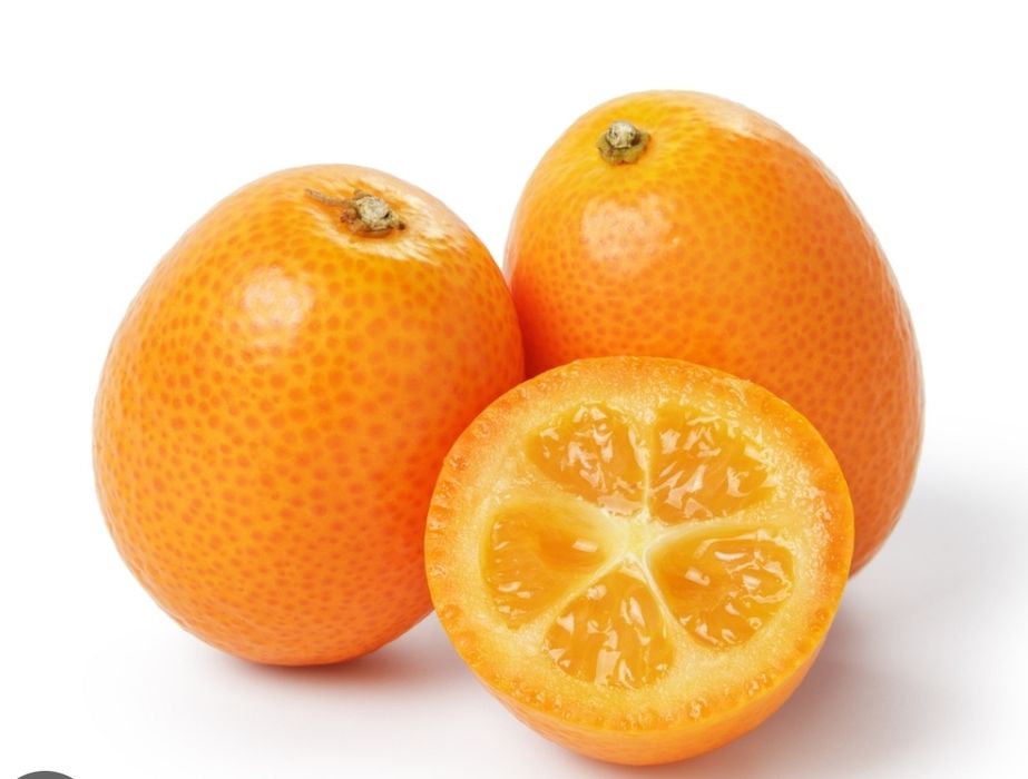 Laranjeira sanguínea de polpa doce, c/ flor e fruto