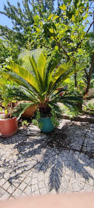 Palmeiras Cycas Revoluta l Palms