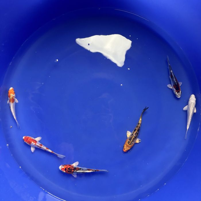 Odmiany japońskie Koi - WYSYŁKA Chełm