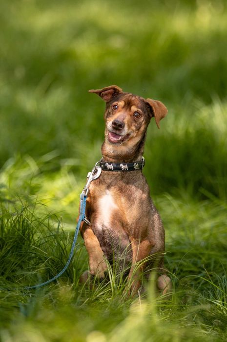 Mały, wrażliwy Snickers szuka domu pełnego spokoju i czułości