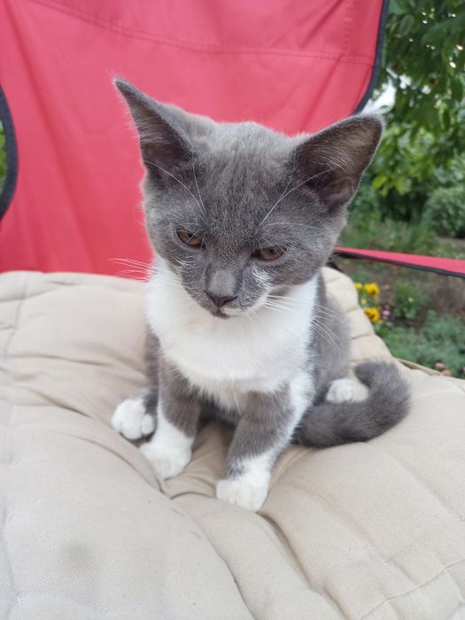 Отдам котят в хорошие руки !