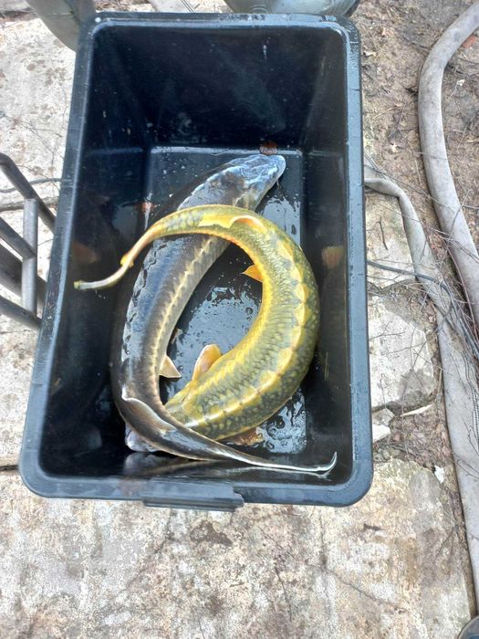 Jesiotr konsumpcyjny , zarybieniowy 6-10 kg .