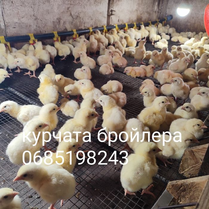 Курчата бройлера