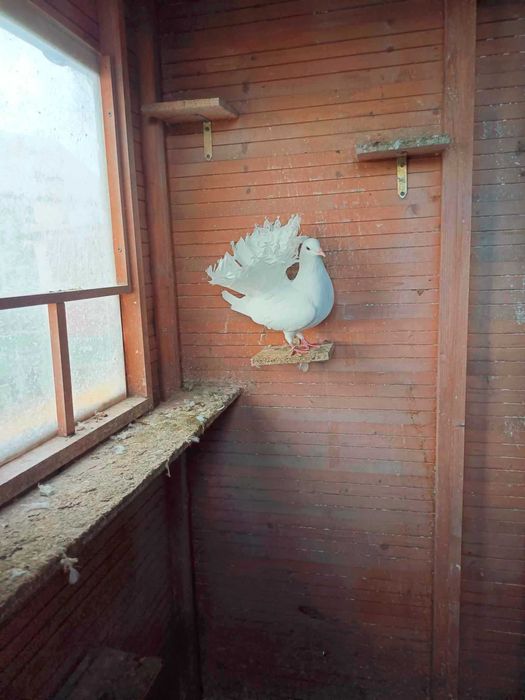 kingi golebie ozdobne