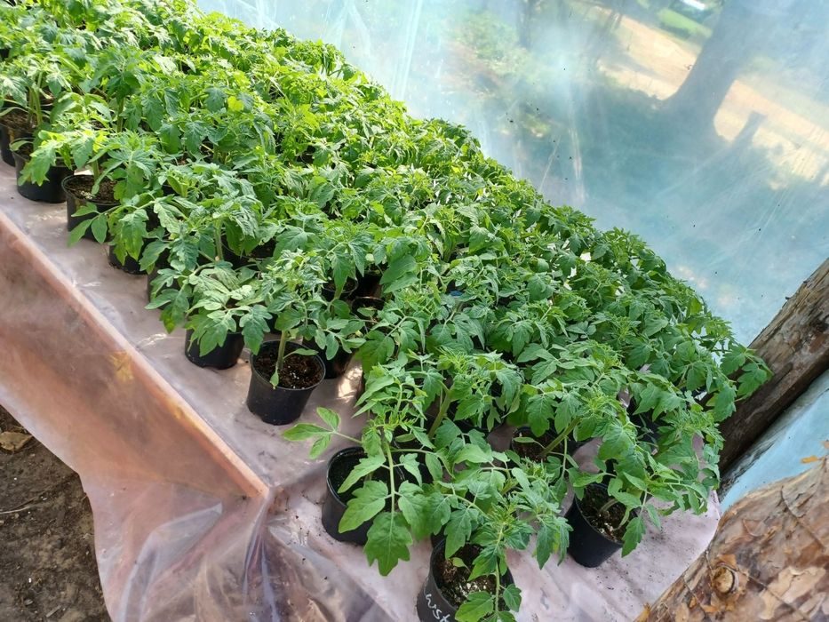 Sprzedam sadzonki pomidorów