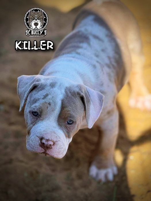 American Bully XL ABKC merle tricolor