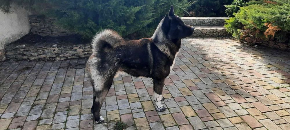 Доставка тварин Перевезення тварин Івано-Франківськ. Переїзд. Трансфер