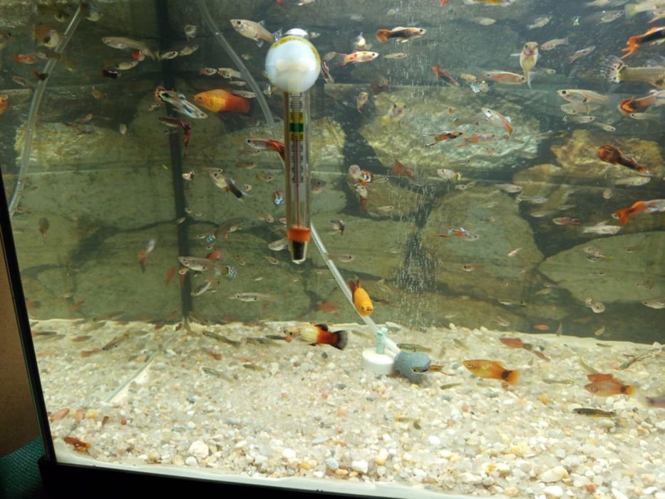 Mulinesias e guppys sortidos para venda ou troca