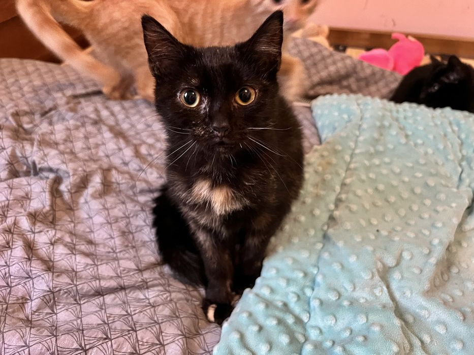 Małe kotki szukają domków