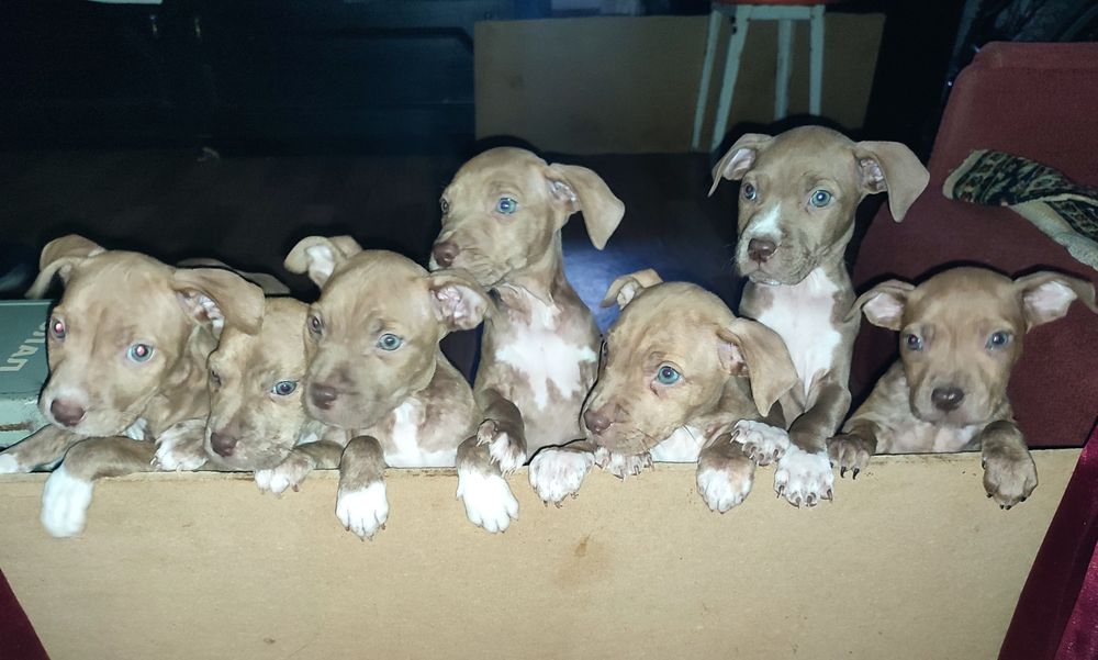 Щенки пит-бультерьера