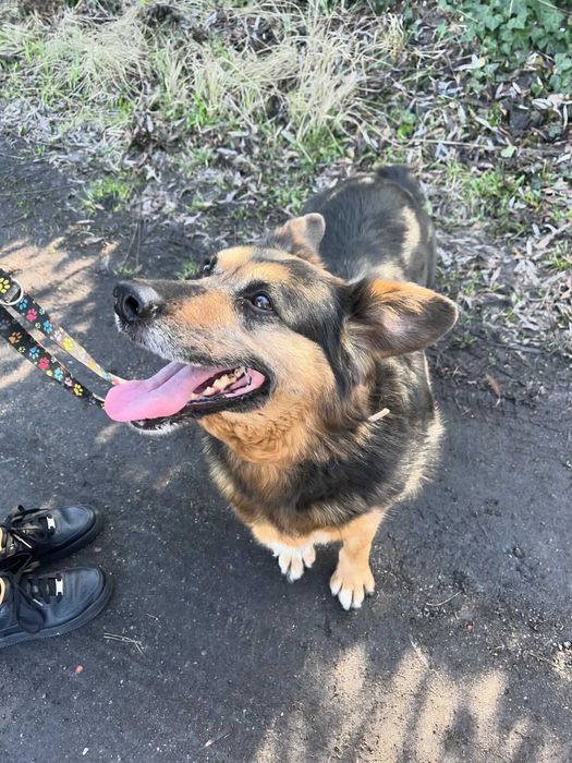 Tekla Suczka do adopcji pies kalisz lodz poznan wroclaw kalisz