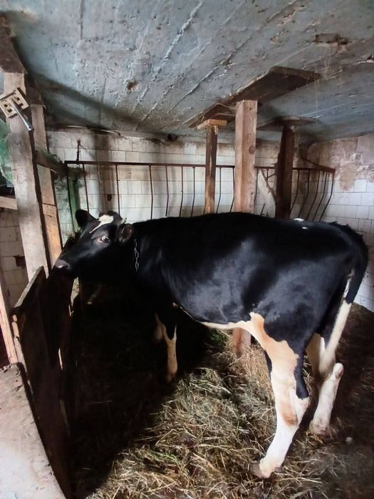 Теличка голштин-чорноряба