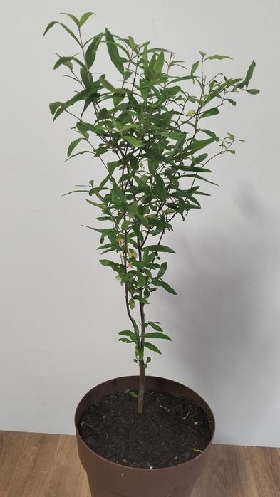 Romãzeira c/ 6 anos em vaso